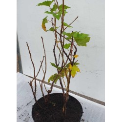 TRIO currant - Ribes nigrum, rubrum, glandulosum