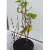 TRIO serbentai - Ribes nigrum, rubrum, glandulosum
