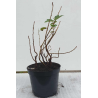TRIO serbentai - Ribes nigrum, rubrum, glandulosum