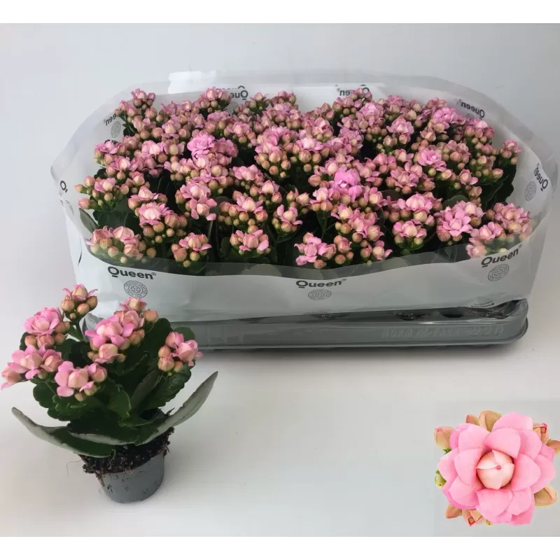 Kalankė - Kalanchoe gevuld More Flowers Lillian