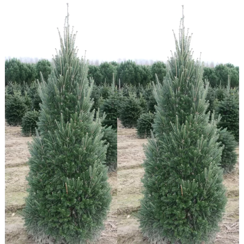 Baltasis kėnis - Abies alba PYRAMIDALIS