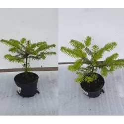 Abies nordmanniana HkG GUS Ambrolauri 4 YEARS C1.5