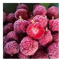 Kudranija - Cudrania tricuspidata