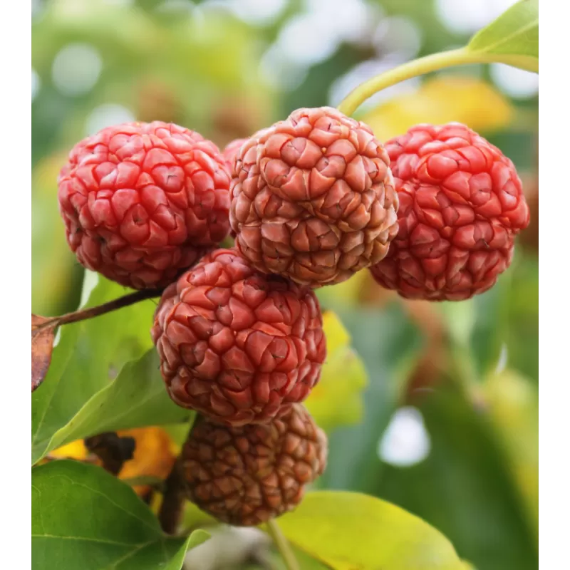 Kudranija - Cudrania tricuspidata