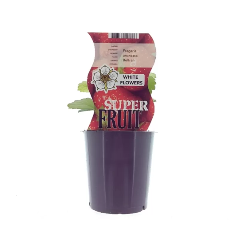 Braškė - Fragaria ananassa BELTRAN