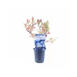 Highbush Blueberry - Vaccinium corymbosum BLUECROP