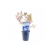 Highbush Blueberry - Vaccinium corymbosum BLUECROP