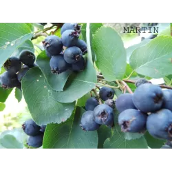 Amelanchier alnifolia GREATBERRY ® FRUITY/ Martin/ Kojuaagr