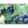 Amelanchier alnifolia GREATBERRY ® FRUITY/ Martin/ Kojuaagr