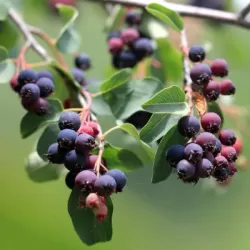 Alksnialapė medlieva - Amelanchier alnifolia MARTIN