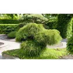 Thuja plicata WHIPCORD