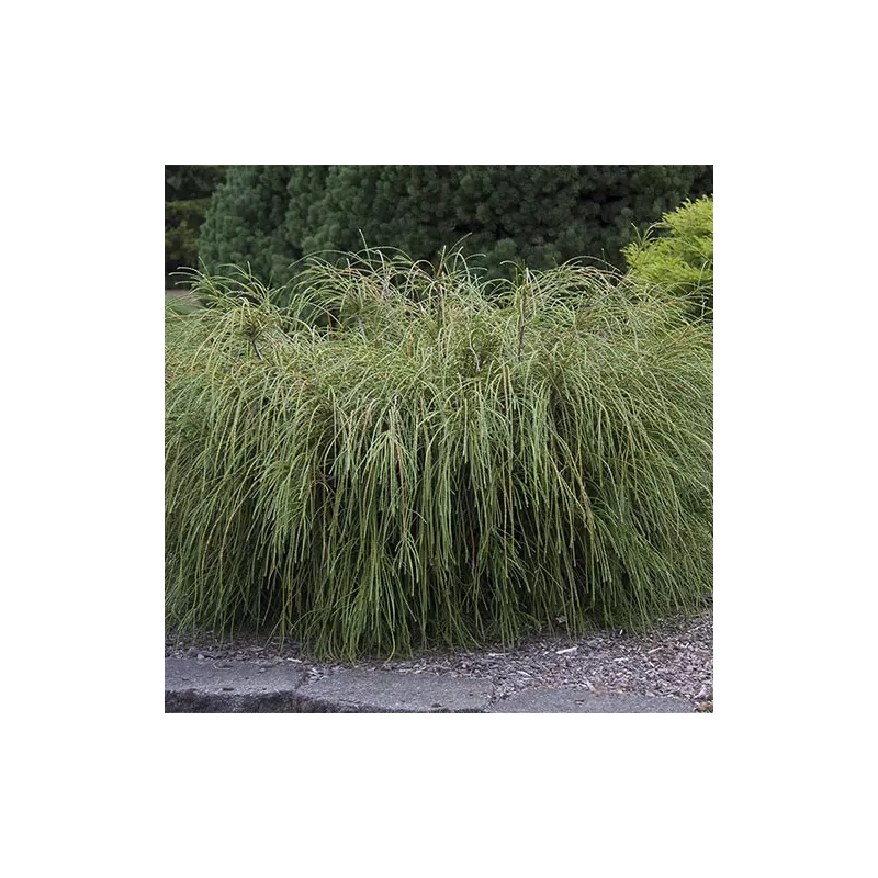 Thuja plicata WHIPCORD