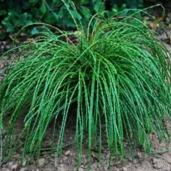 Thuja plicata WHIPCORD