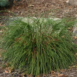 Thuja plicata WHIPCORD
