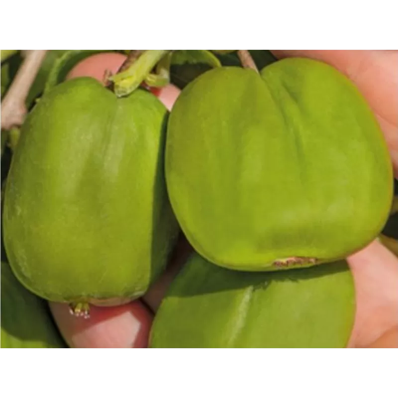 Smailialapė aktinidija - Actinidia arguta CHIANG BAI GIANT (MOT.) Smailialapė aktinidija - Actinidia arguta CHIANG BAI GIANT (MOT.)
