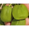 Smailialapė aktinidija - Actinidia arguta CHIANG BAI GIANT (MOT.)
