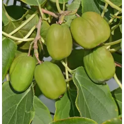 E-medelynas internete: vaismedžiai ir vaiskrūmiai