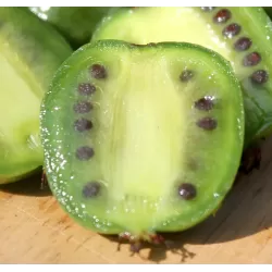 E-medelynas internete: vaismedžiai ir vaiskrūmiai