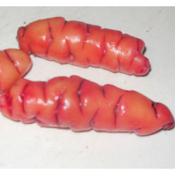 Gumbinis kiškiakopūstis - Oxalis tuberosa
