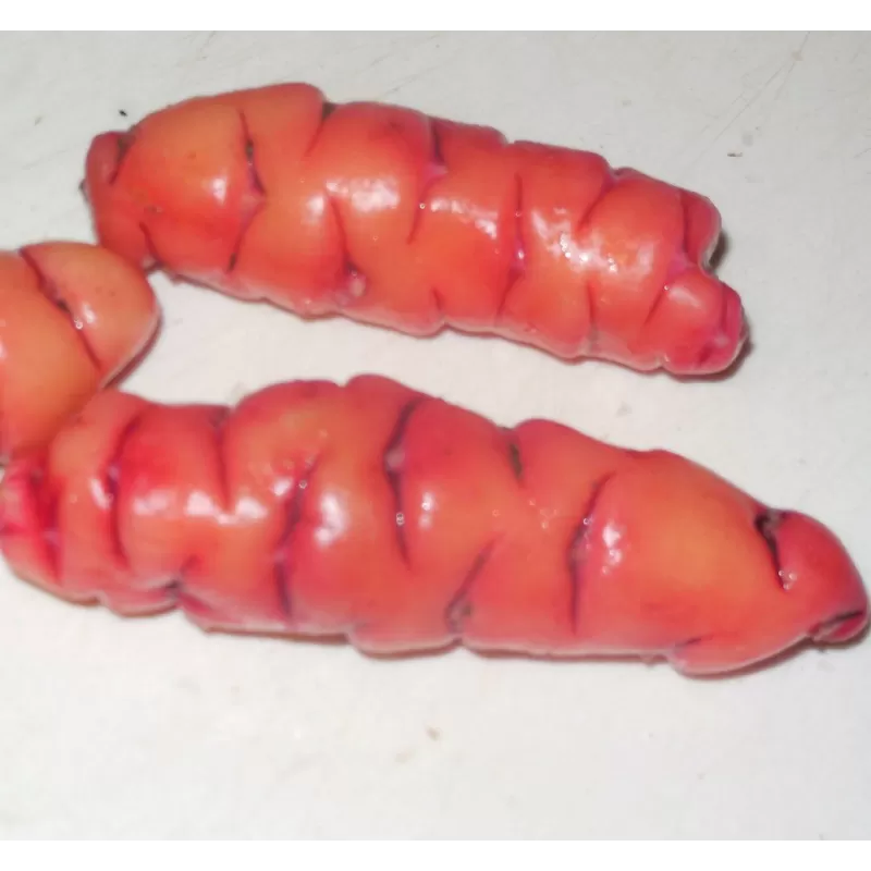 Gumbinis kiškiakopūstis - Oxalis tuberosa užsakymas 2025-2026 m