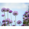 Allium afl. Purple Sensation, pakuotėje 50, dydis 12/14, kaina už pakuotę 50 vnt