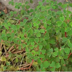 Gumbinis kiškiakopūstis - Oxalis tuberosa užsakymas 2025-2026 m