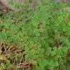Gumbinis kiškiakopūstis - Oxalis tuberosa užsakymas 2025-2026 m