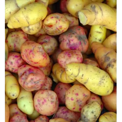 Gumbinis kiškiakopūstis - Oxalis tuberosa užsakymas 2025-2026 m