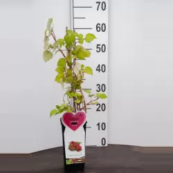 Raudondyglė avietė - Rubus phoenicolasius