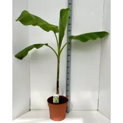 Egzotiniai augalai internetu