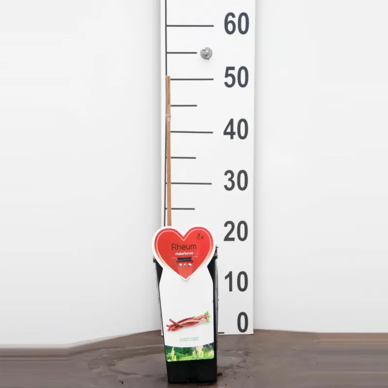 Rhubarb - Rheum rhabarbarum