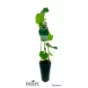 Japoninis vynmedis (kuanje) - Vitis coignetiae P13C2 40-50CM