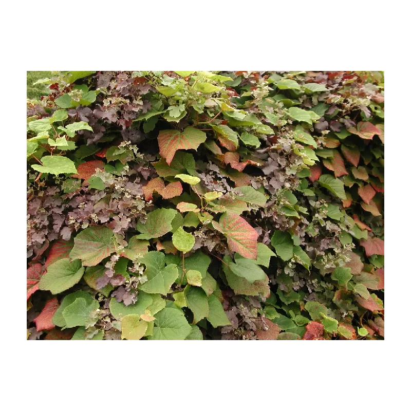 Japoninis vynmedis (kuanje) - Vitis COIGNETIAE