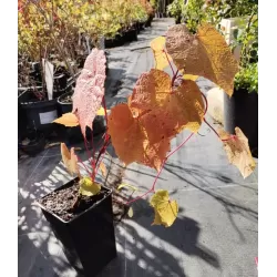 Japoninis vynmedis (kuanje) - Vitis COIGNETIAE