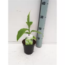 Musa basjoo