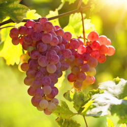 Grape Vine - Vitis vinifera SUMMER SWEET