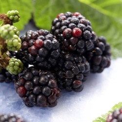 Blackberry - Rubus fruticosus THEODORE REIMERS