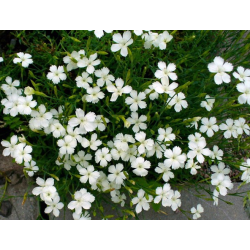 Šilinis gvazdikas - Dianthus deltoides White P17C2