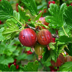 Gooseberry - Ribes uva-crispa PAX