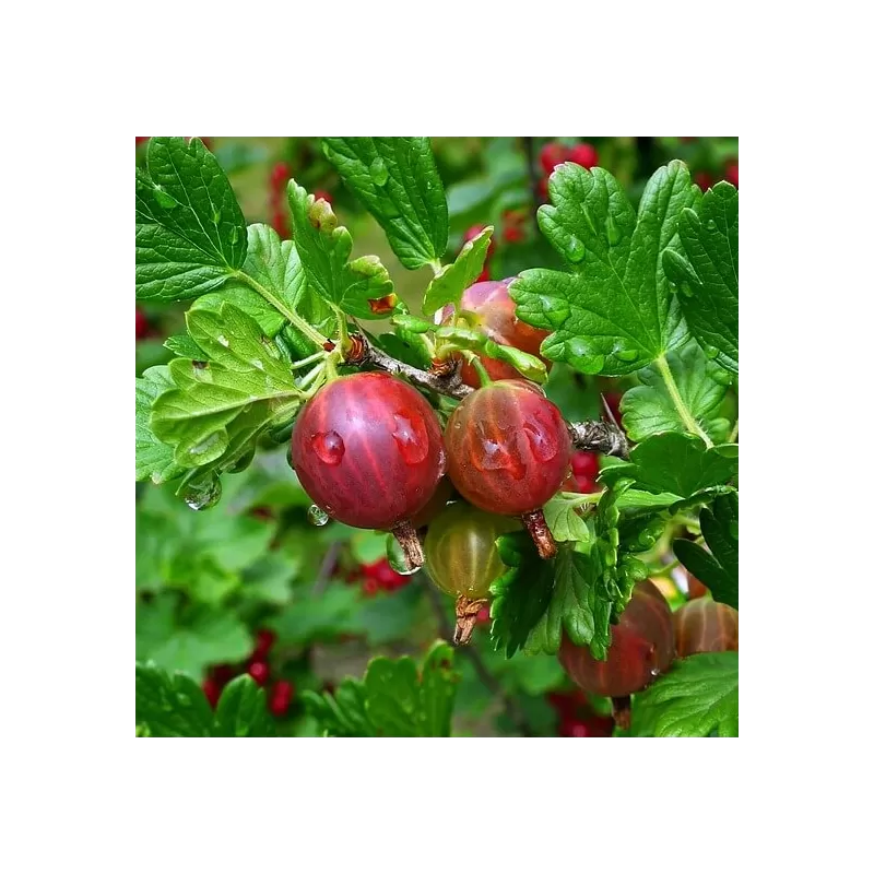 Gooseberry - Ribes uva-crispa PAX