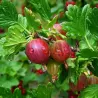 Gooseberry - Ribes uva-crispa PAX