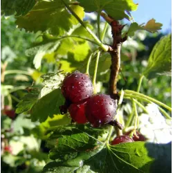 Gooseberry - Ribes uva-crispa PAX
