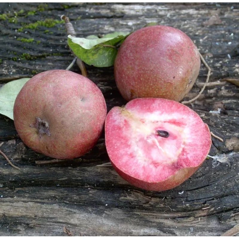 Bloody pear - Pyrus cocomerina