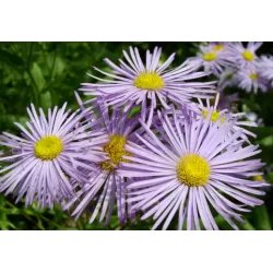 Puošnioji šiušelė - Erigeron speciosus P9