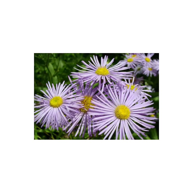 Puošnioji šiušelė - Erigeron speciosus P9