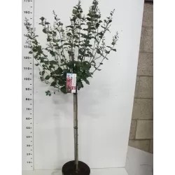 Alyvų Bloomerang sodinukai su pristatymu į namus