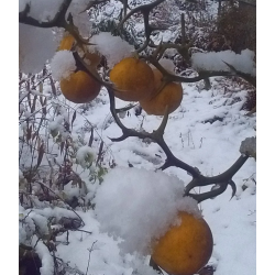 Trilapis ponciras (lauko citrinmedis) - Poncirus (citrus) trifoliata