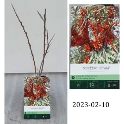 Sea Buckthorn - Hippophae rahmnoides SIROLA