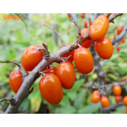 Šaltalankis (mot.) - Hippophae rahmnoides SIROLA