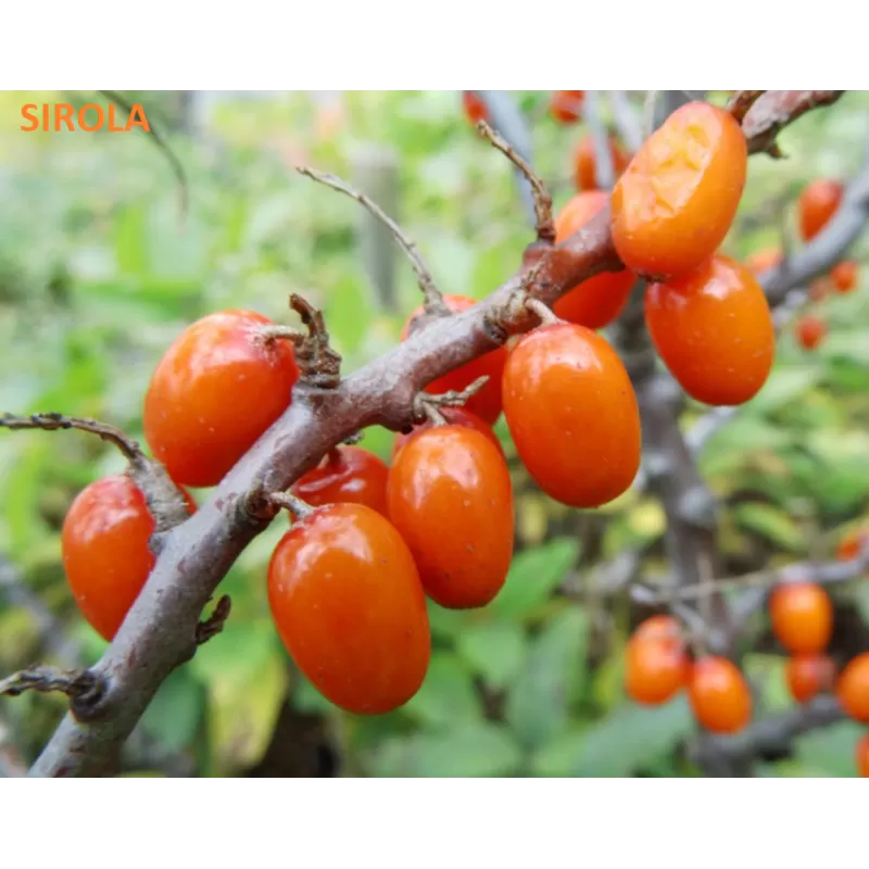 Šaltalankis (mot.) - Hippophae rahmnoides SIROLA